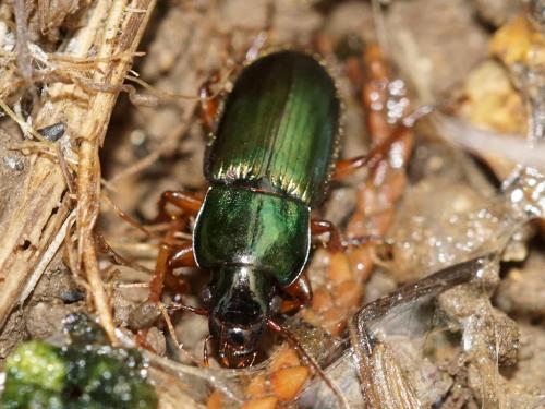 Réf. 230 946 : Harpalus affinis